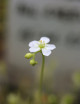 Drosera intermedia completamente verde