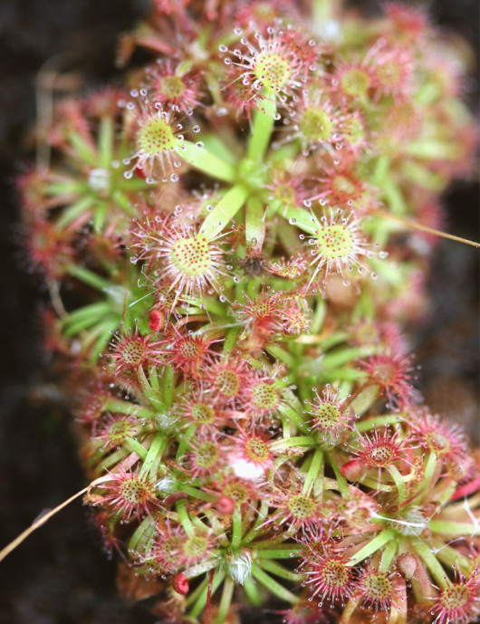 Drosera x lake badgerup (Drosera x badgerupii) plante carnivore Drosera x lake badgerup (Drosera x badgerupii) plante carnivore