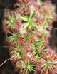 Drosera x Badgerup ( Drosera x Badgerupii)