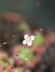 Drosera x Badgerup ( Drosera x Badgerupii)