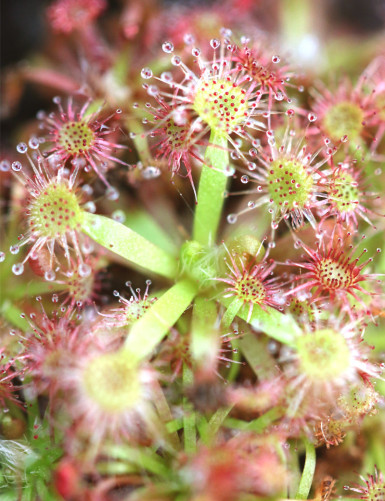Drosera x Badgerup ( Drosera x Badgerupii)