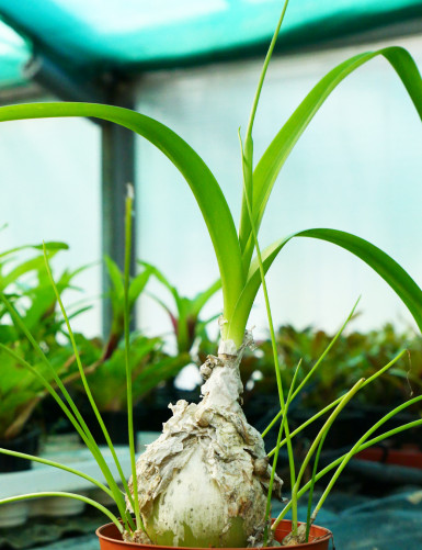 DÚO - Albuca bracteata e Idera helix variegata