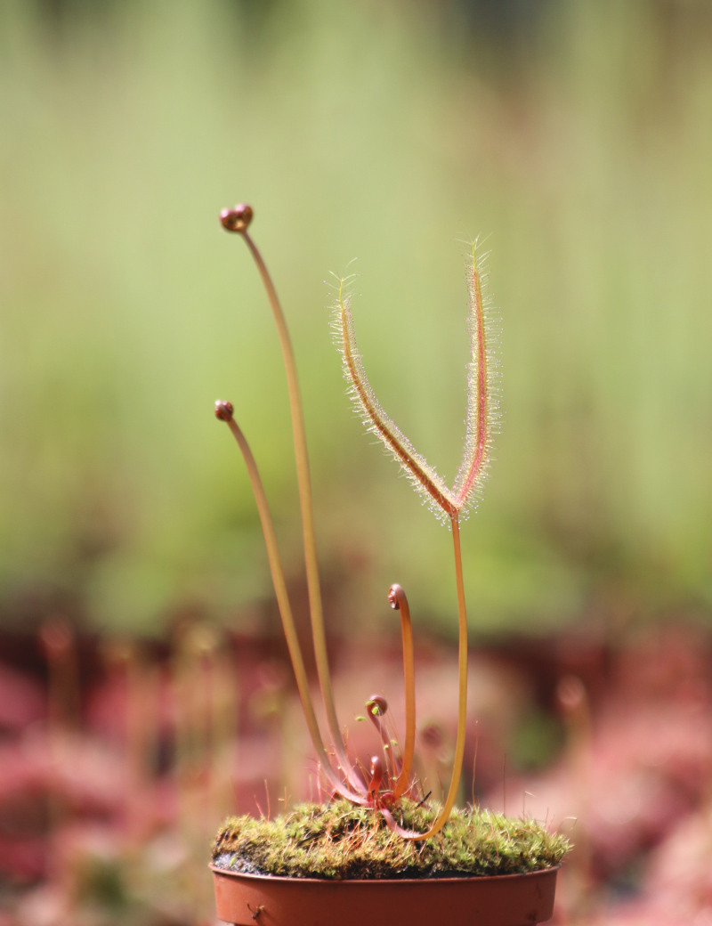 Drosera binata 'feuilles cuivrées' plante carnivore