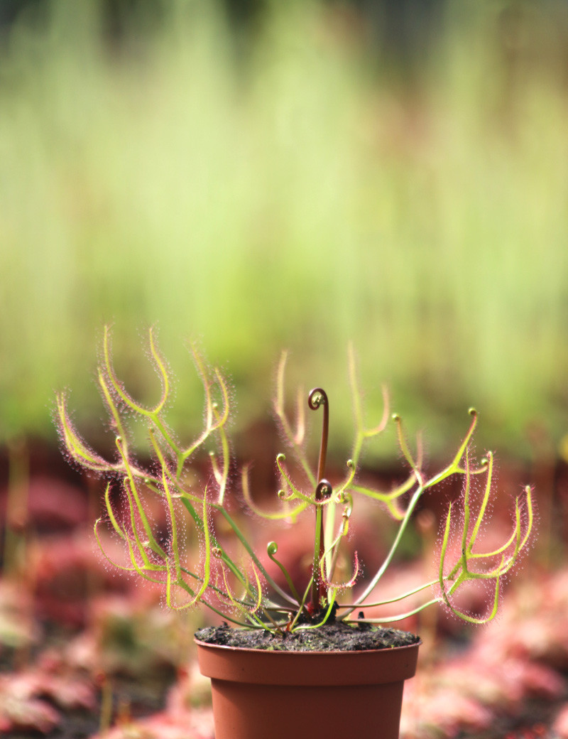 Drosera binata var. multifida