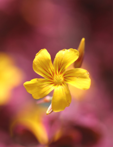 Oxalis volcanoca