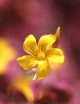 Oxalis volcanoca