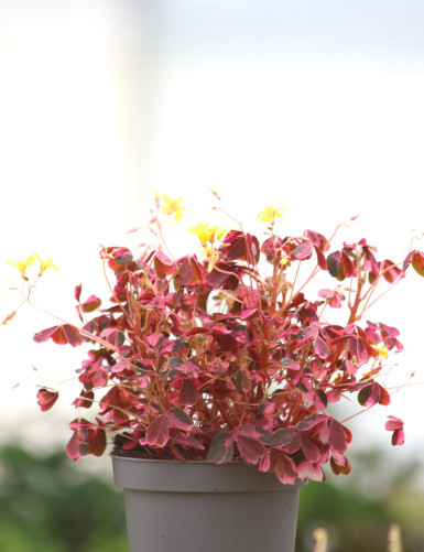 Oxalis volcanoca