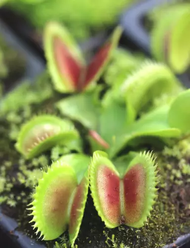 Dionaea toothed