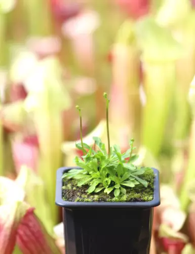 copy of Stylidium caespitosum