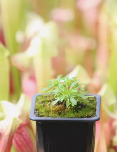 copy of Stylidium caespitosum