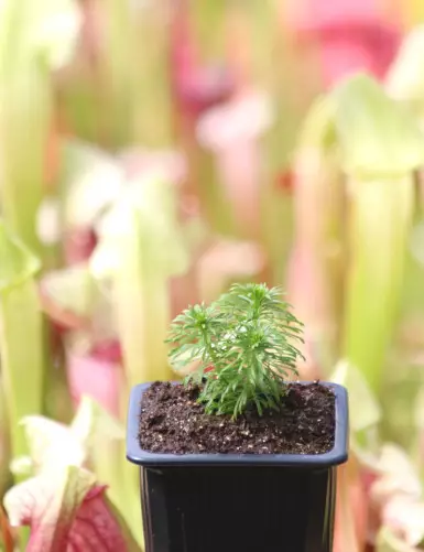 Stylidium adnate