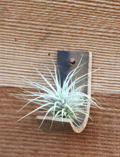 Tectorum présenté - TC