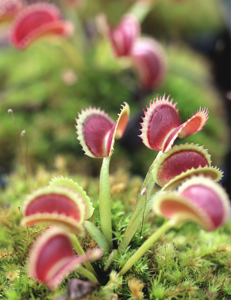 Dionaea muscipula 'Shark Teeth'