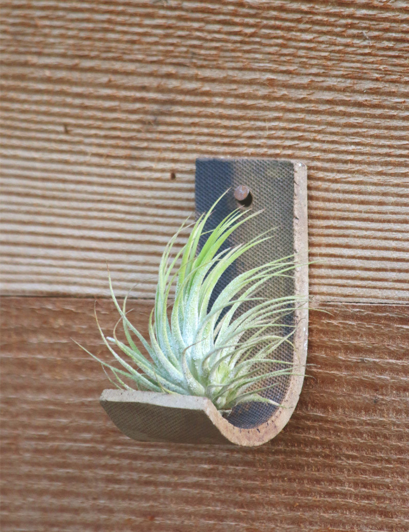 Ionantha var. ionantha presentada - TC