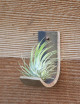 Ionantha var. ionantha presentada - TC