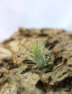 Ionantha var. ionantha presentada - TC