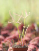 Drosera ghost