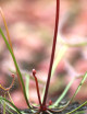 Drosera binata "tallos rojos"
