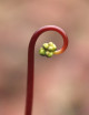 Drosera binata "tallos rojos"