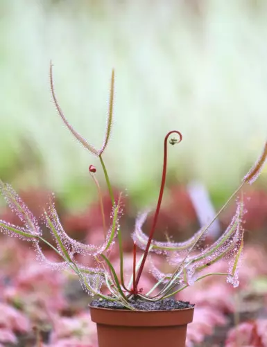 Drosera binata "red stems"