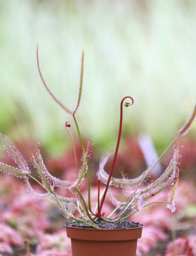 Drosera binata "tallos rojos"