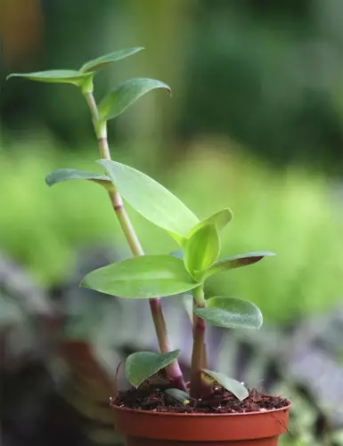 Plantes terrariums Tradescantia cerinthoides