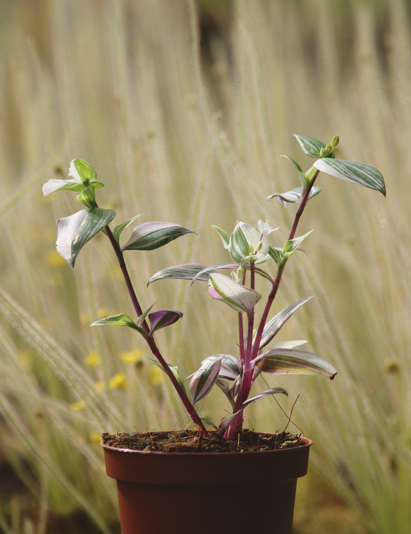 Tradescantia bicolor (misère bicolor)