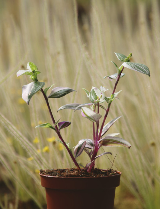 Tradescantia bicolor (misère bicolor)