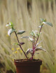 Tradescantia bicolor (misère bicolor)
