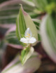 Tradescantia bicolor (misère bicolor)