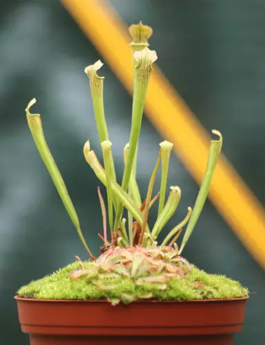DUO - Sarracenia farnhamii...