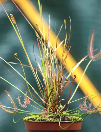 DUO - Drosera binata et...