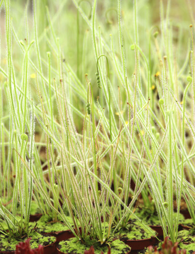 Drosera filiformis var. tracy