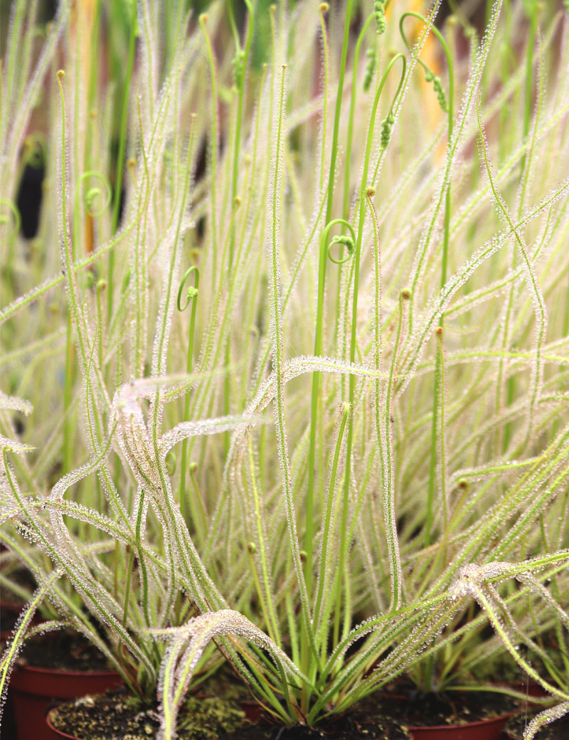 Drosera filiformis 'Florida Giant' plante carnivore