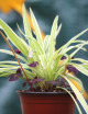 DUO - Oxalis y Chlorophytum