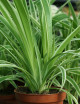 DUO - Oxalis y Chlorophytum
