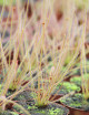 Drosera filiformis 'roja'