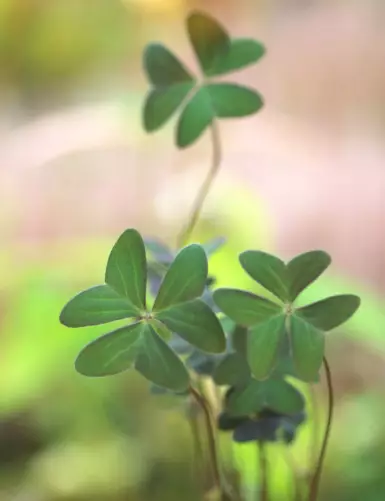 Oxalis bicolor