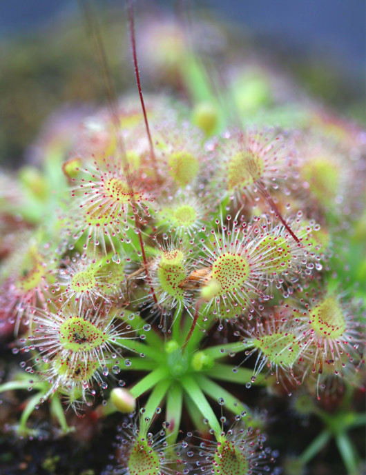 Drosera en su propio