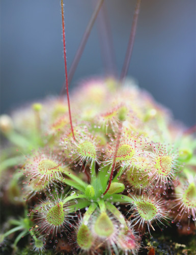 Drosera en su propio