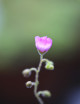 Drosera en su propio