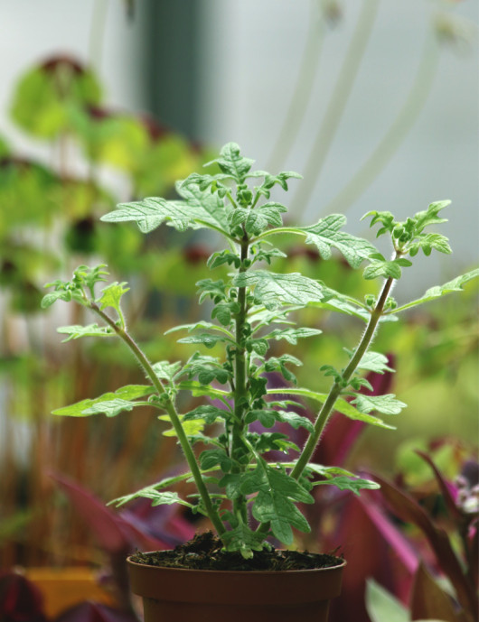 Plectranthus ventri