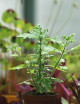 Plectranthus ventri