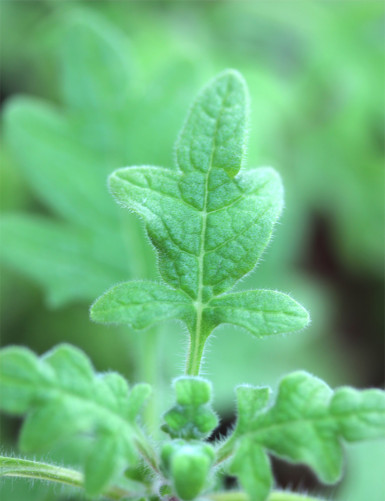 Plectranthus ventri