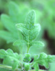 Plectranthus ventri
