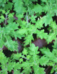 Plectranthus ventri