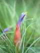 Tillandsia oaxacana - 7 a 10 cm