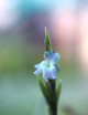 Tillandsia reichenbachii - 8 à 10 cm fille de l'air