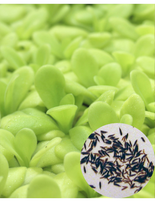Semillas De Planta Carnívora – Mezcla De Pinguicula Vulgaris – Orgánicas, 75 Piezas – Ideal Para Jardín Exterior, Balcón Y Macetas Decorativas
