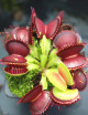 Dionaea muscipula 'B52'